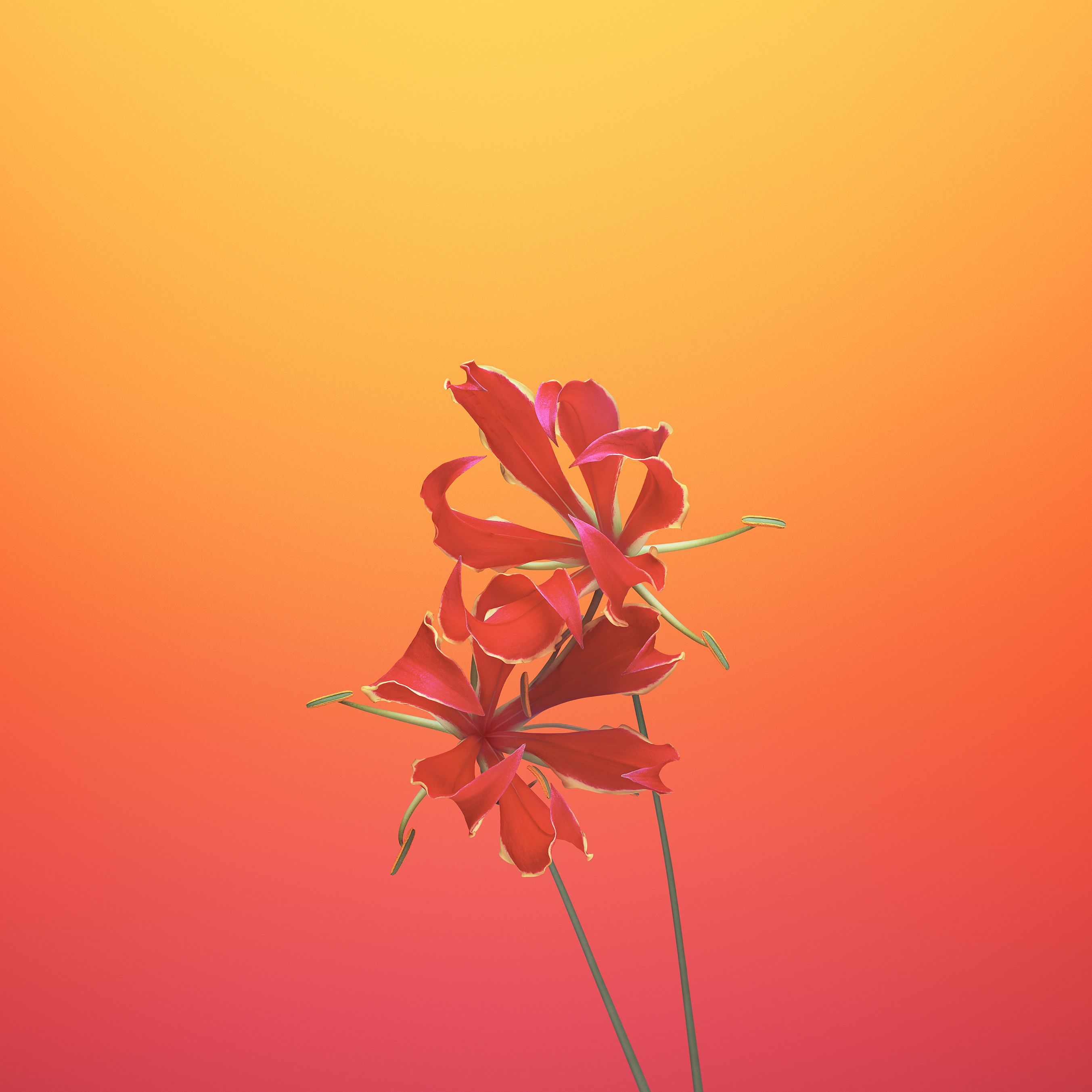 iPhone_wallpaper_flower (4)